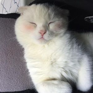 Meet your Posher, Abby